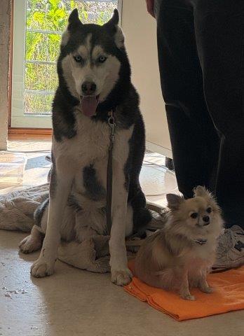 Die beiden Lesehunde Rocky (Husky) und Manfred (Chihuahua)