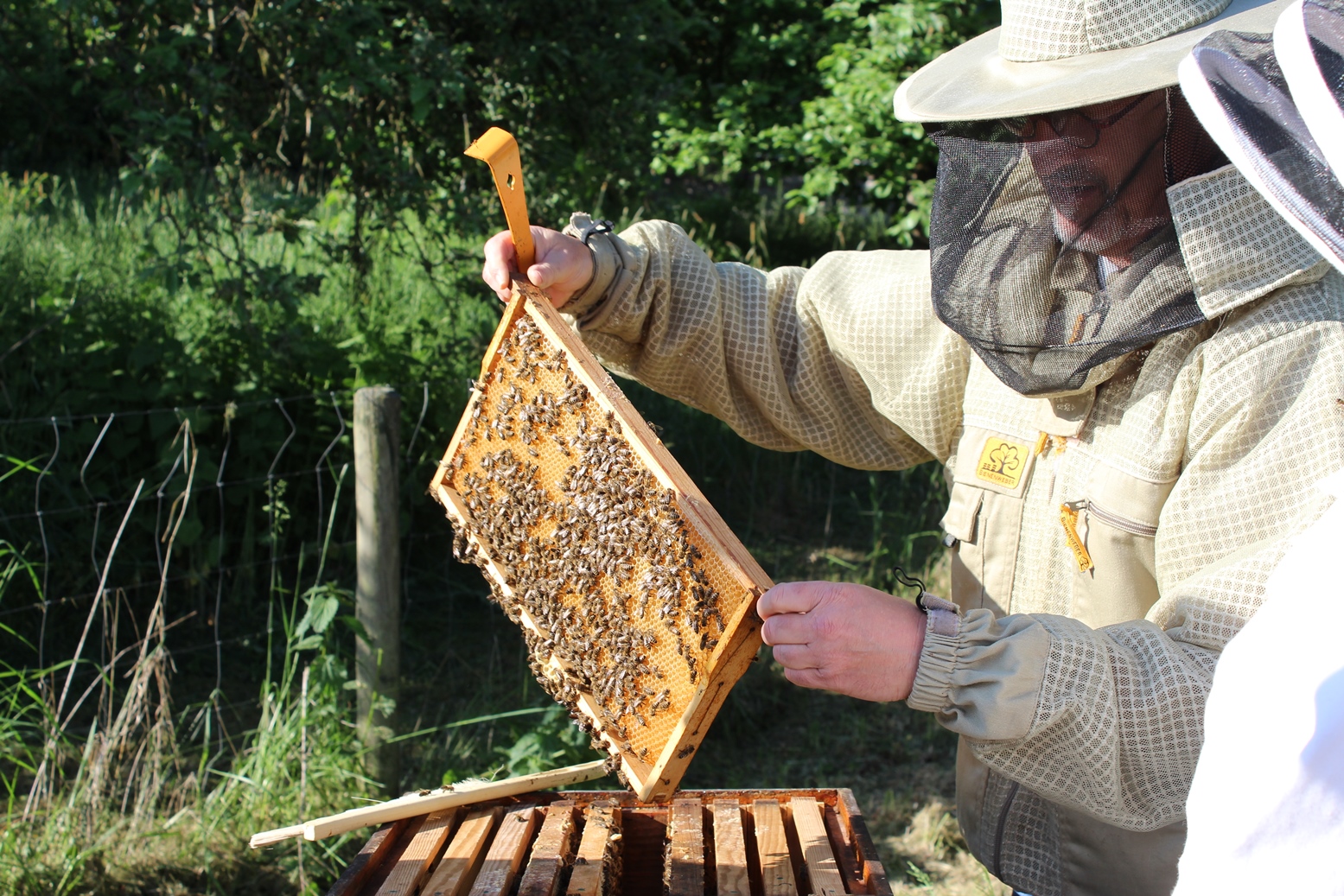 Herr Holzkamp zeigt eine Wabe voller Bienen