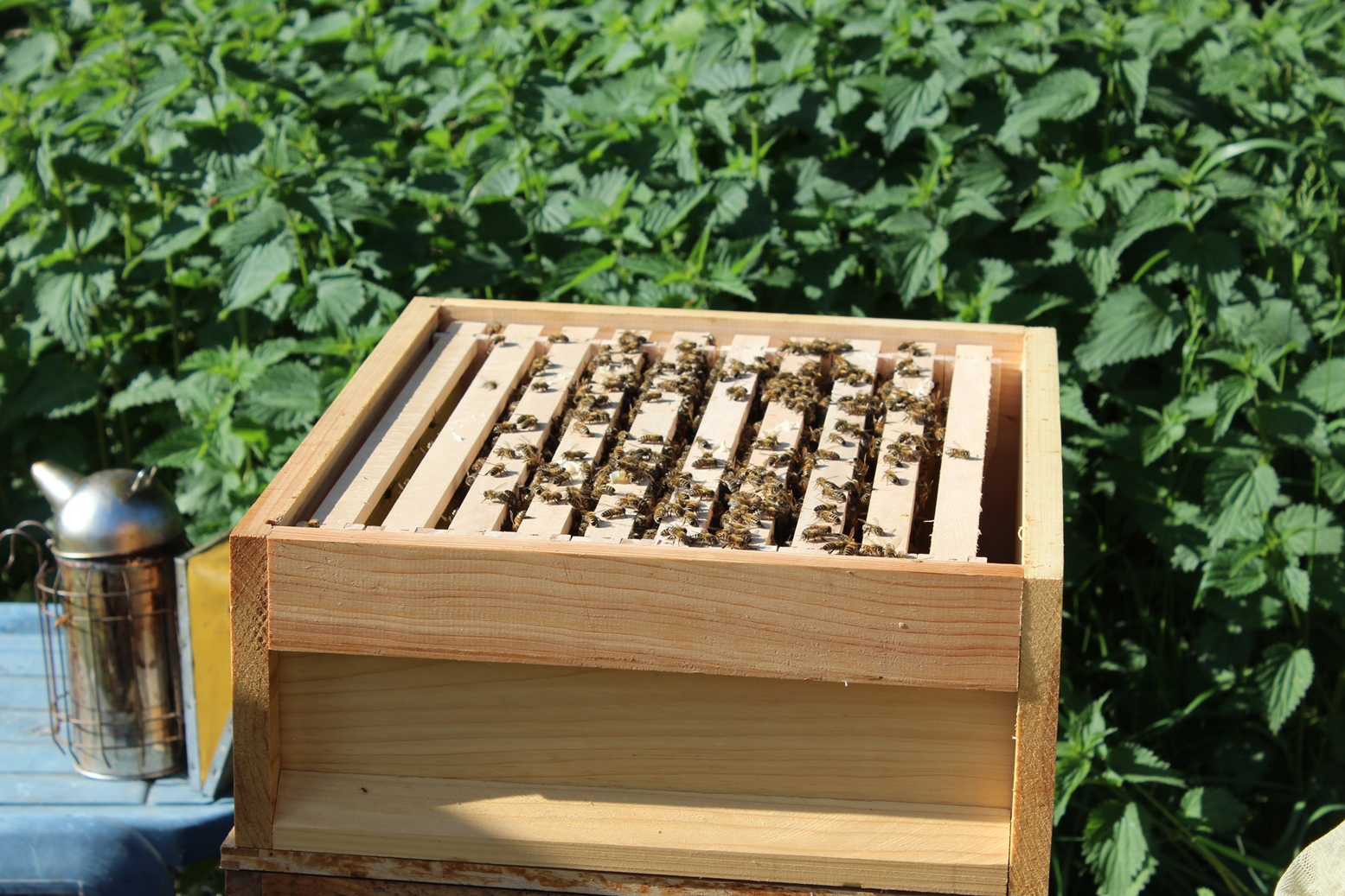 Ein Kasten mit mehreren Beuten und vielen Bienen