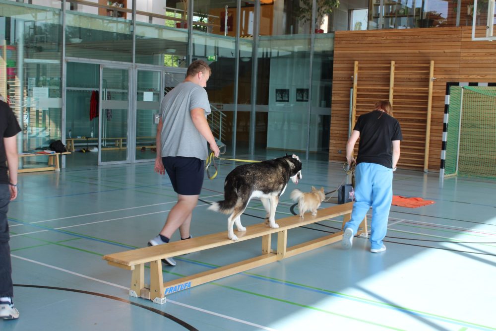 Zwei Teilnehmende führen zwei Hunde über eine Turnbank