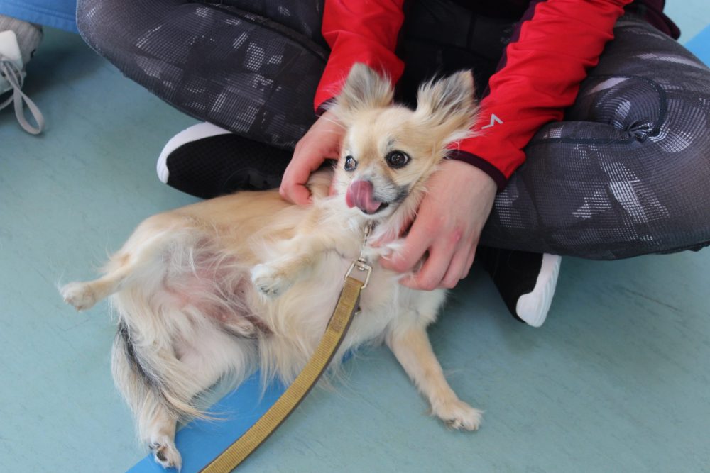 ein Chihuahua genießt Streicheleinheiten