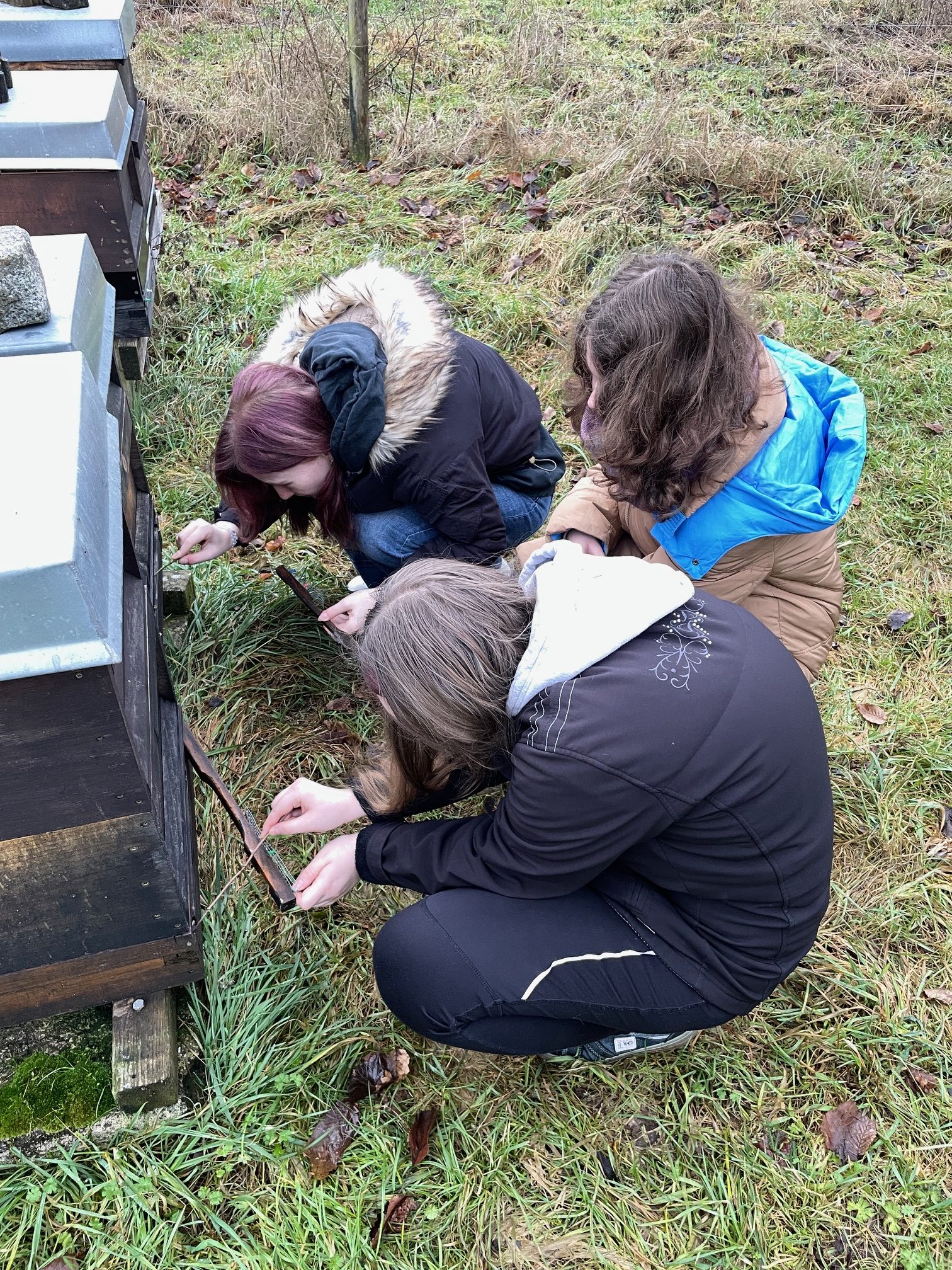 Drei Teilnehmende prüfen einen Bienenkasten auf Aktivität