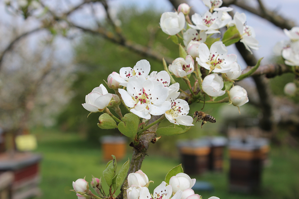 man sieht eine Biene an einer Kirschblüte