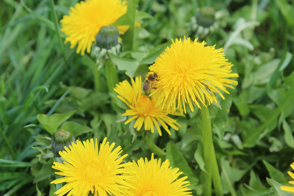 man sieht eine Biene an einer Löwenzahnblüte