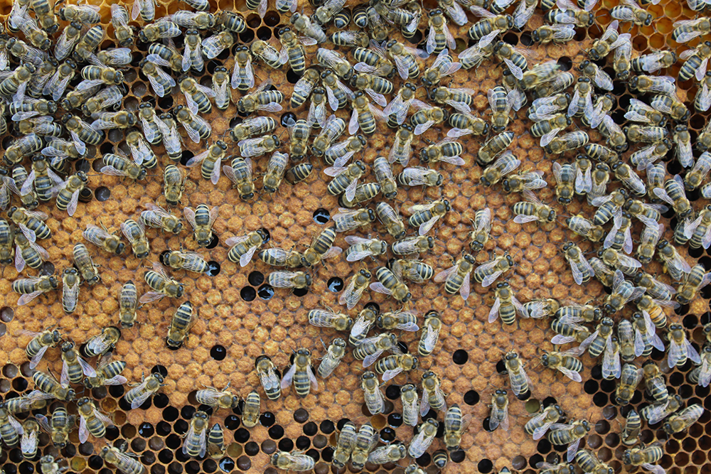 viele Bienen arbeiten fleißig am Wabenbau