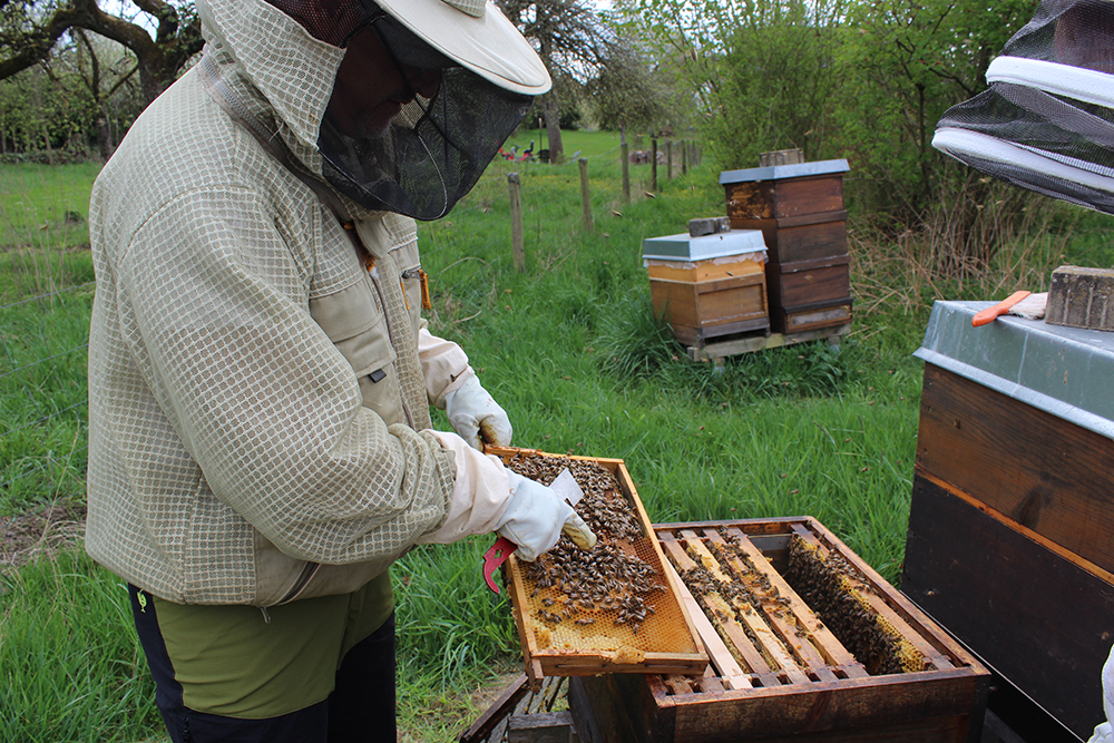 ein Imker zeigt, wie sich die Bienen auf einer Wabe verhalten