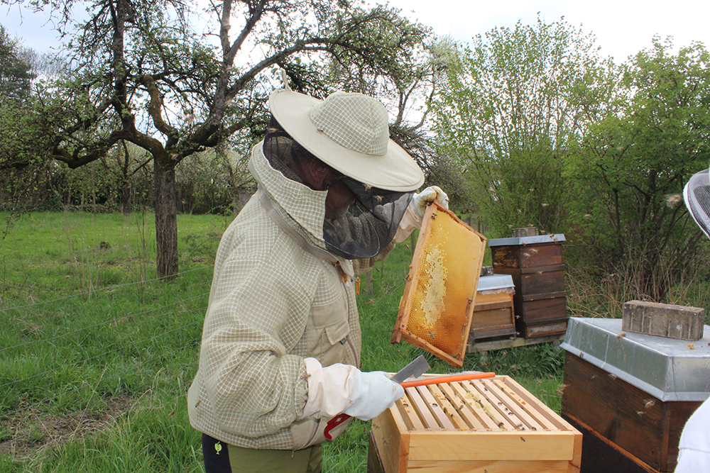 ein Imker nimmt einen Honigraum aus einem Kasten