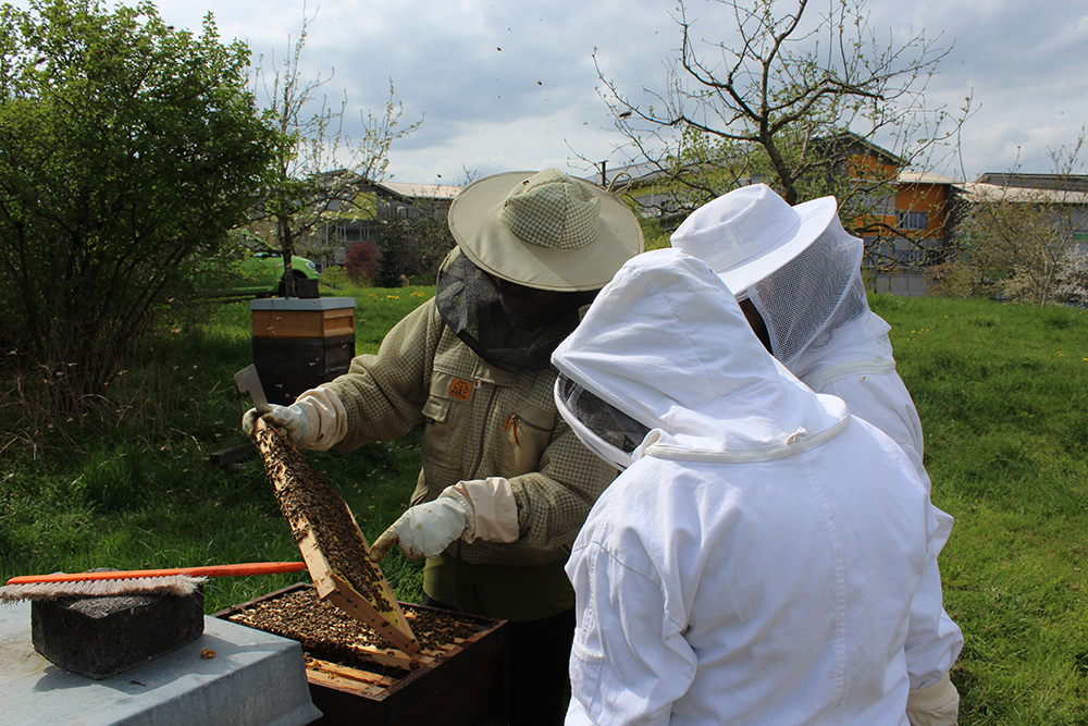 ein Imker zeigt zwei Teilnehmenden einen Honigraum mit vielen Bienen
