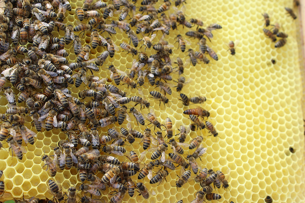 ein Honigraum mit vielen Bienen und der Königin
