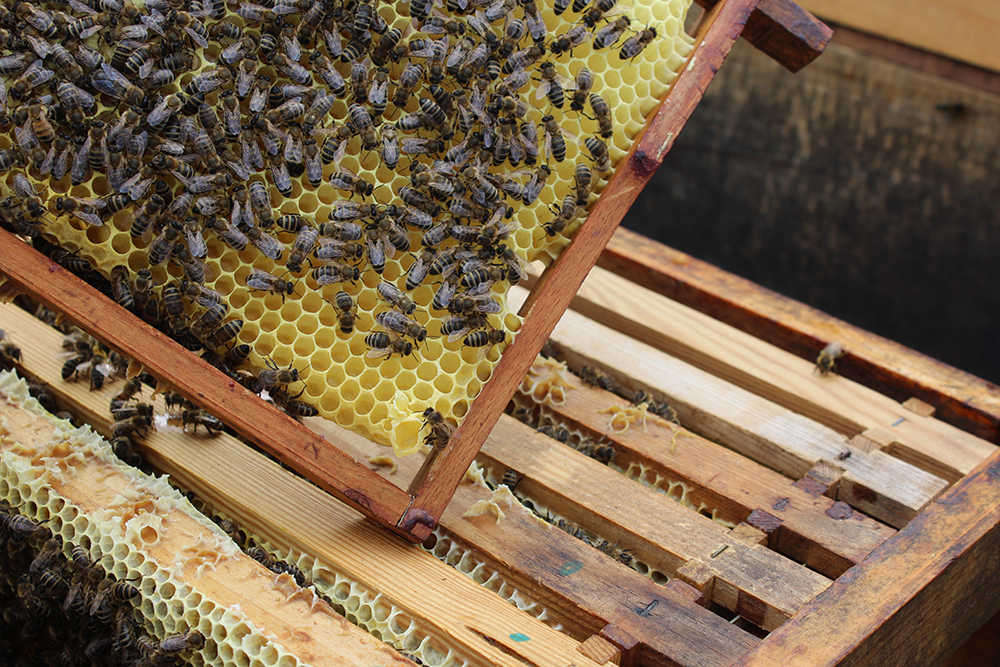 ein Honigkasten mit vielen Bienen und einer Königinnen-Wabe