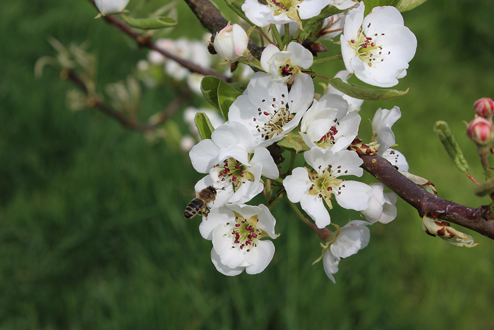 man sieht eine Biene an einer Kirschblüte