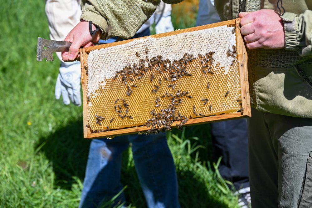 eine Honigwabe mit vielen arbeitenden Bienen