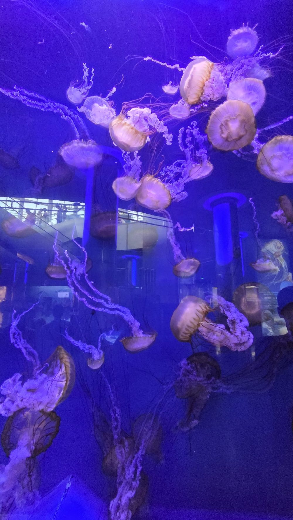Das Ozeaneum in Valencia