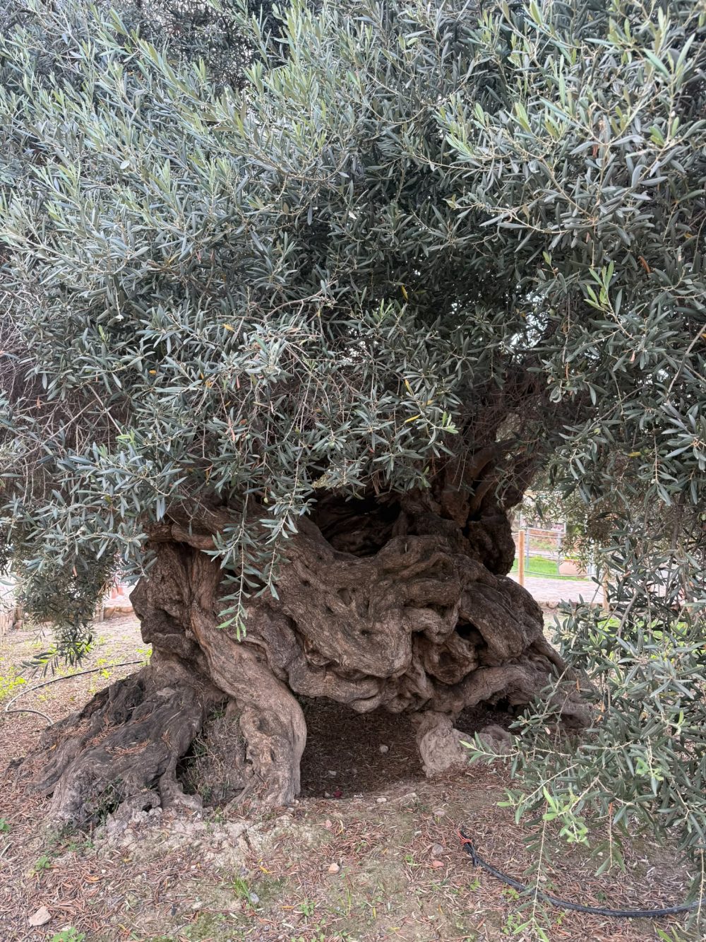 Der älteste Olivenbaum