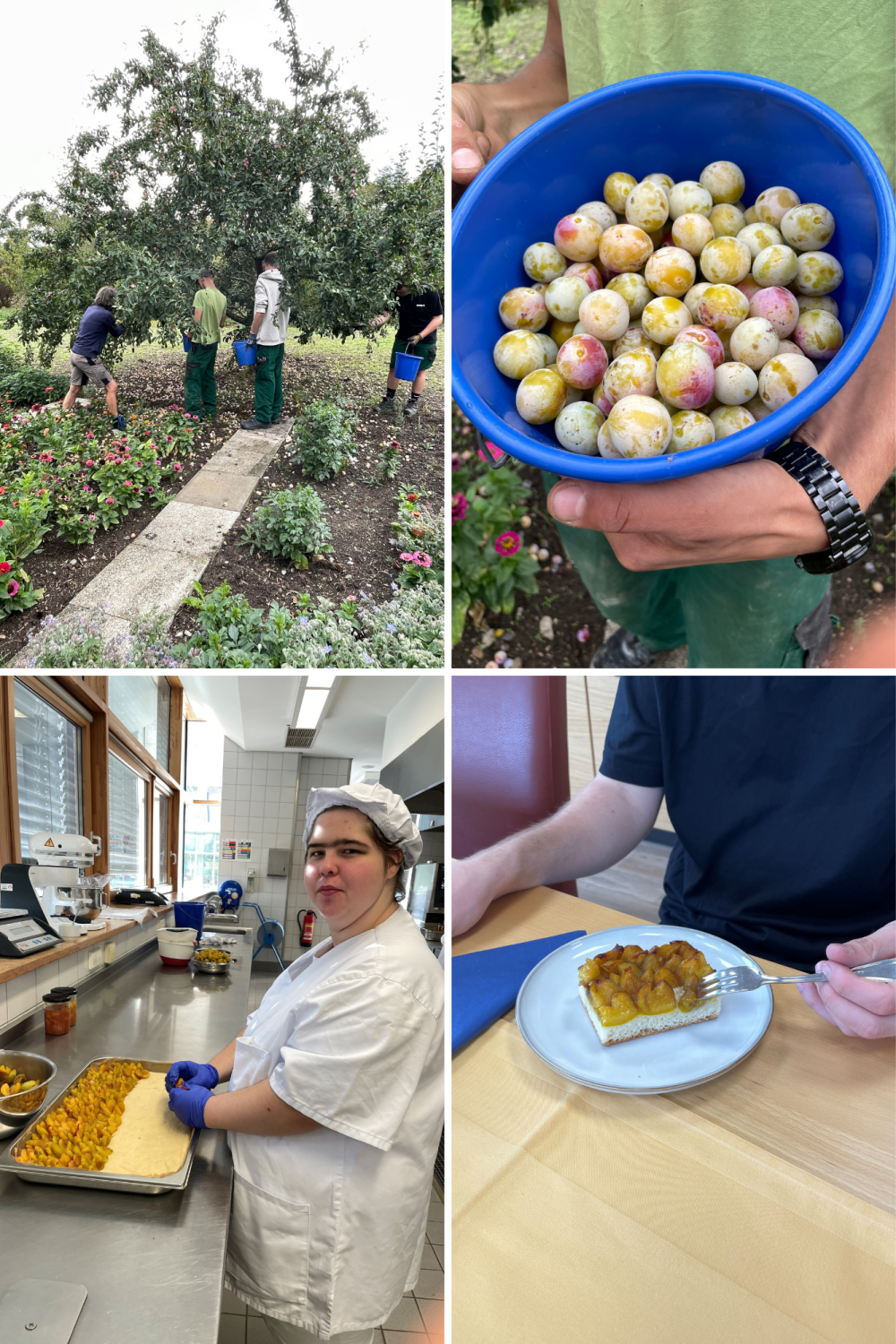 eine Collage aus vier Fotos: Vier Personen ernten Mirabellen, ein Eimer mit Mirabellen gefüllt, eine Auszubildende beim Belegen eines Hefekuchens mit Mirabellen und eine Person beim Essen des fertigen Mirabellenkuchens
