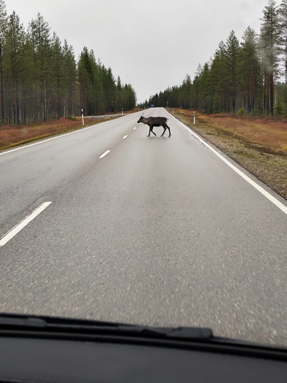 Ein Rentier überquert die Straße