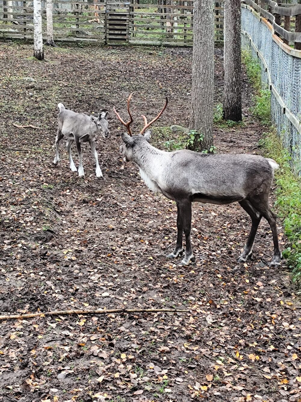 Rentiere im Wildpark