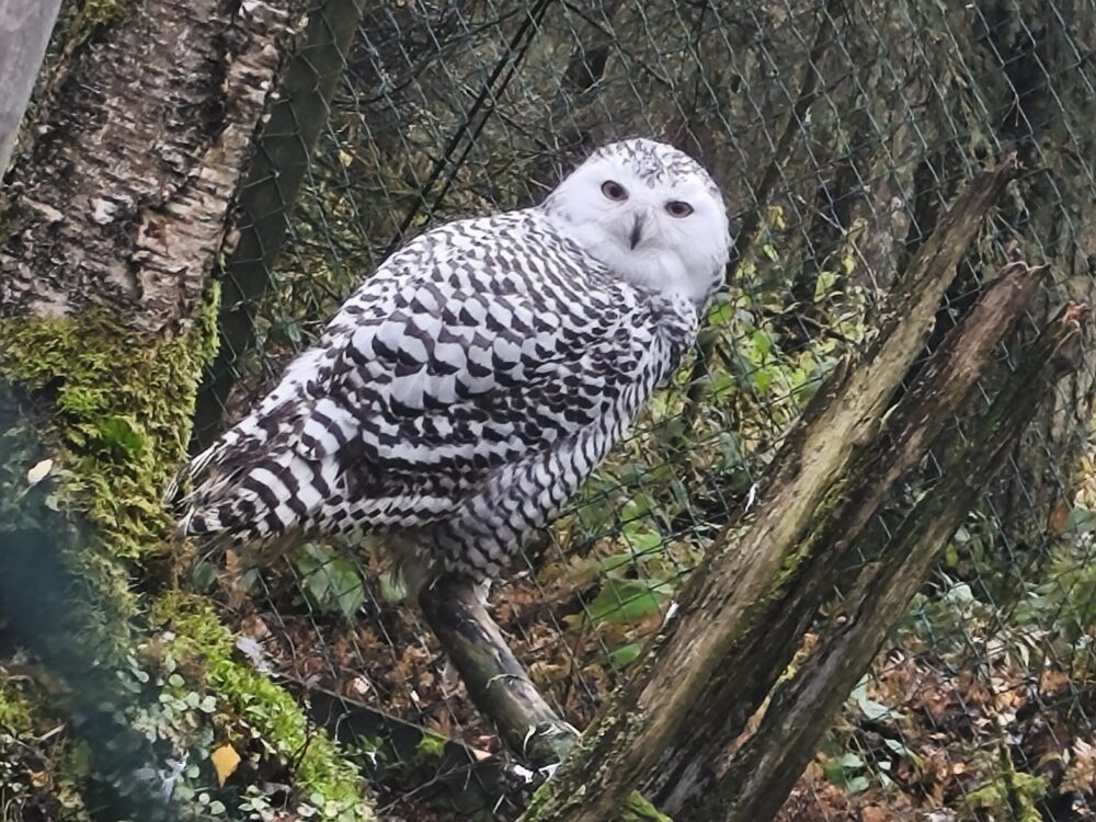 Foto einer Schneeeule